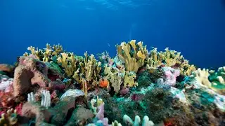 Arrecifes de coral: albergues naturales bajo el mar | #AzulProfundo Cap.2
