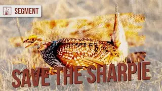 Hunting Sharp-Tailed Grouse in East Central Minnesota