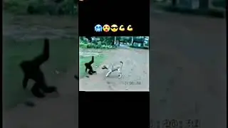 helicopter helicopter funny mokey cheat dog 🐕😅| #shorts #viralshorts #funnyshorts #monkey #dog