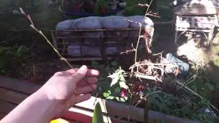 Oncidium sherry baby  (verigated )