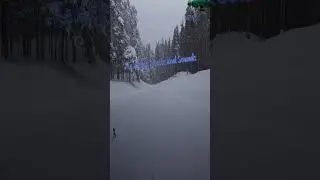 3 HOURS Winter Forest Sleep❄️Snowy Pines, Blizzard Ambience & Insomnia Relief (4K)