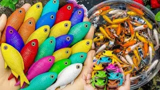 .beautiful aquarium fish Massive Catch!Turtles, eels, frog, eel, frog, pencilfish, crab, nemo fish.
