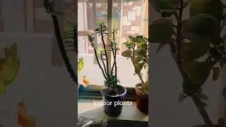indoor live plants decor