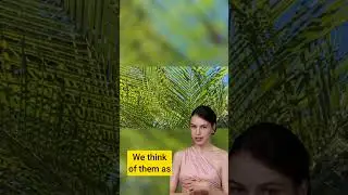 Why is Photosynthesis Important?