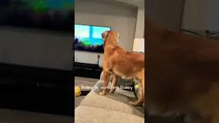 Puppy&rsquo;s reaction watching A Dog&rsquo;s Purpose movie 😂🐶