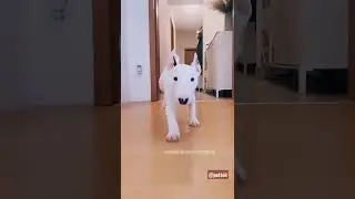 Animla #shorts funny #short(1)
