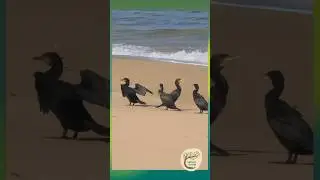 Great Cormorants: The Ultimate Chill Session - Yuin Country