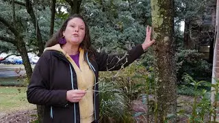 Get It Growing: Lichens are likeable