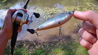 Popping Topwater with Popper for some Big Pre-Spawn March Bass!