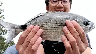 Je relache le Sar en vid&eacute;o. P&ecirc;che de Grosses Oblades.