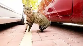 Street cats fight with Hidden camera/funny cats /animal funny #anime#cat #dog#viral#funny #trending