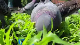 #TopDailyList Optimal Pigeon Care: Feeding Tips for Better Health and Energy