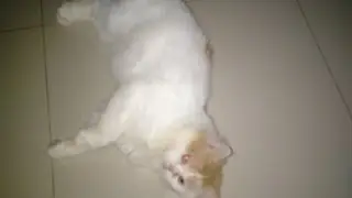 Kucing anggora putih lucu | Pet cute white angora cat #shorts
