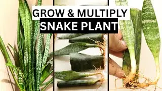 How To Grow Snake Plant From Cutting | Easy Propagation Guide.
