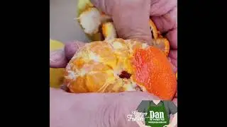 TDE Mandarins: The Sweet Citrus You Didn&rsquo;t Know You Needed!