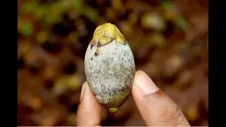 Arecanut Koleroga or fruitrot or Mahali
