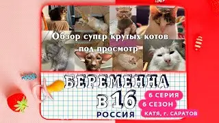 Давг и ко смотрят - Беременна в 16 (6 Сезон, 6 Выпуск) и обозревают котов