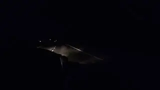 WS6 LS1 SOM Trans Am VS Diesel Truck