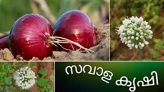 സവാള കൃഷി 🧅🧅🧅🧅!!/Onion Farming/How To Grow Onions/Onion Cultivation/Onion Krishi Malayalam/#onion
