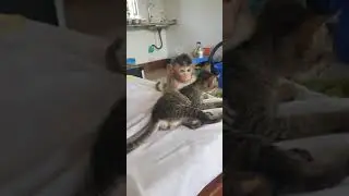 Comedy monkey Lucas with kitten