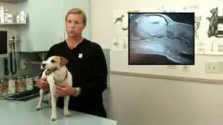 Syringomyelia: A canine neurological disorder