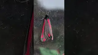 Cinnabar Moth just chilling on my kitchen window 🦋☀️🪟