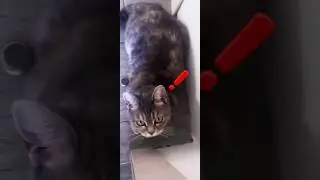 oh that look #muska #mooska #cat #memes