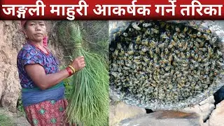 जङ्गली माहुरी आकर्षक गर्ने तरिका||Bee Farming in Nepal||Bee Farming @MinuBudha 