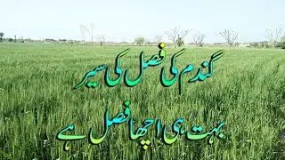 Gandum ki kasht   Wheat Production Technology, Agriculture in Pakistan by Muzaffargarh Vlog
