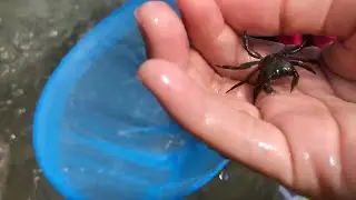 カニにハサミではさまれた！Catch crab