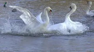 Alsterschwäne im Winterquartier am Eppendorfer Mühlenteich
