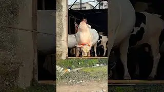 Gigantic Miniature Nukra Bull in Bangladesh || Exclusive Sadeeq Agro 2025 ||