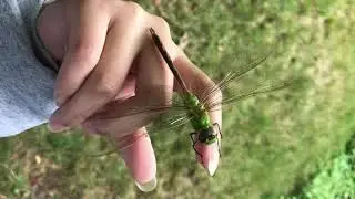 Huge Dragonfly chilling on my hand