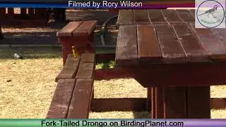 Fork Tailed Drongo looking for scraps   Birding Planet