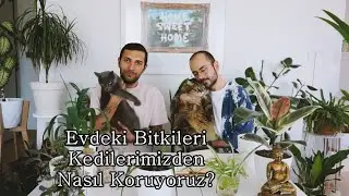 Evdeki Bitkileri Evcil Hayvanlarımızdan Nasıl Korururuz?