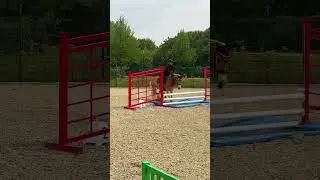 Haflinger jumping fail 😂