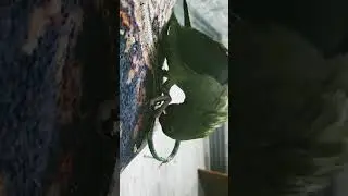 coco ki masti 😀😀