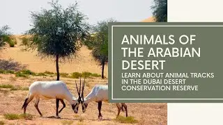 Animals of the Arabian desert - Learn about animal tracks in the Dubai Desert Conservation Reserve