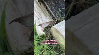 #garden #homestead #frog #babyanimals #farm #nature #viral #cute #pestcontrol #organicfarming