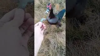 Hand feeding ducks #shorts #wildlife #outdoors