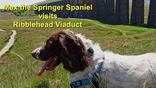 Ribblehead Viaduct with Max the Springer Spaniel