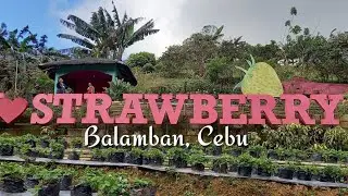 Strawberry Farm Tour | Balamban, Cebu