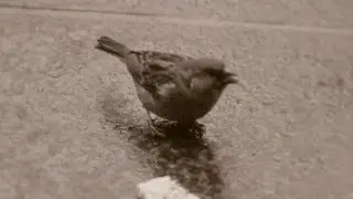 Unusual Birds