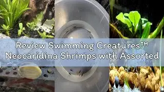 Review Swimming Creatures™ Neocaridina Shrimps with Assorted Mystery Snails, Freshwater Aquarium, Li