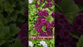 Regal Pelargoniums  in masses!!