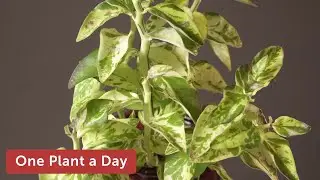 Euphorbia tithymaloides (Devil's Backbone) Houseplant Care &mdash; 224 of 365