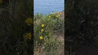 Treasure flower. Gazania rigens. Represents wealth and richness in a spiritual meaning.