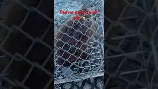 Massive Beaver Trapping 🦫
