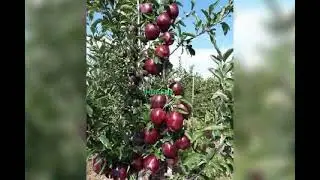 new apple varieties