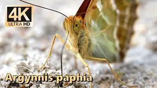 Silver-washed fritillary (Argynnis paphia)